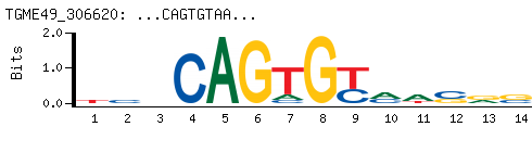 ...CAGTGTAA...